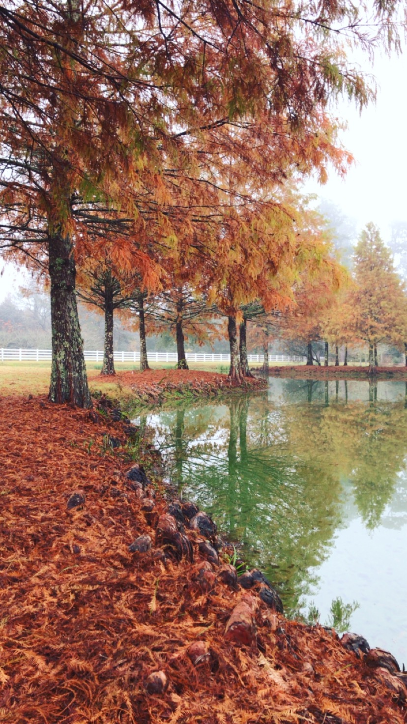 Bald Cypress trees planted along water edges help stabilize the soil.JPG thumbnail